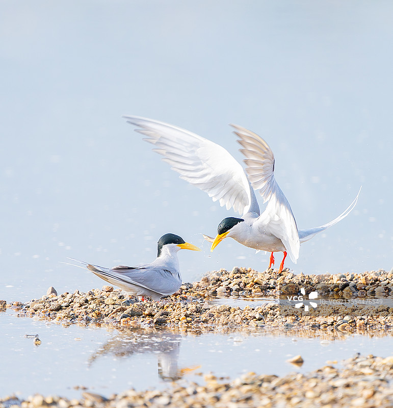 春天里的黄嘴河燕鸥图片素材