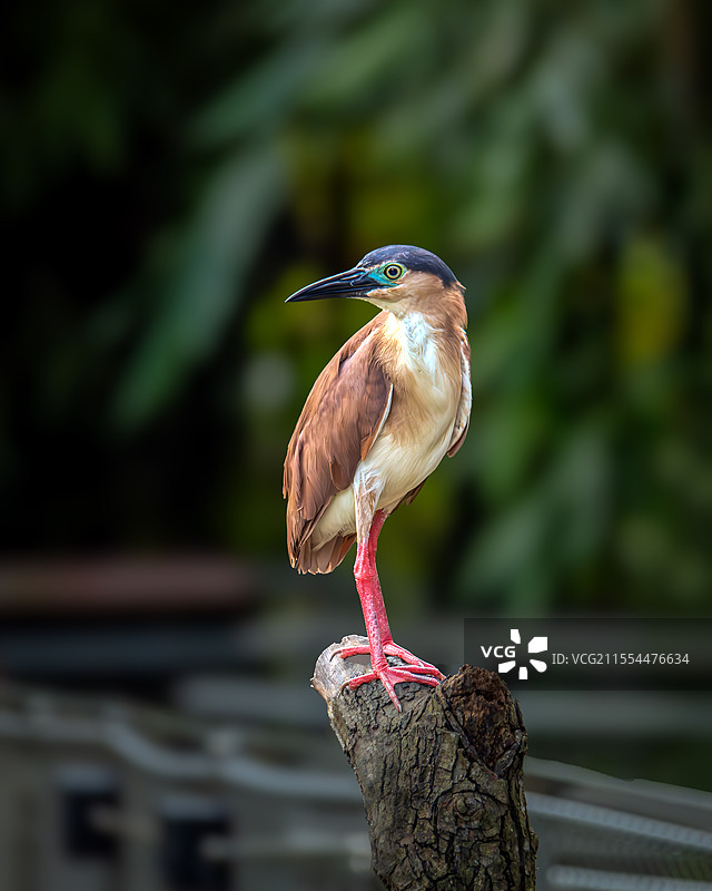 一只站立的棕夜鹭/Nankeen Night Heron图片素材