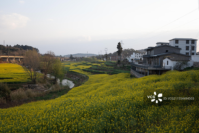 云南省曲靖市沾益区九龙社区乡村田园油菜花盛开的季节图片素材