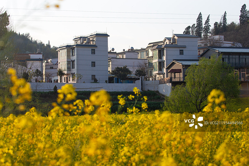 云南省曲靖市沾益区九龙社区乡村田园油菜花盛开的季节图片素材