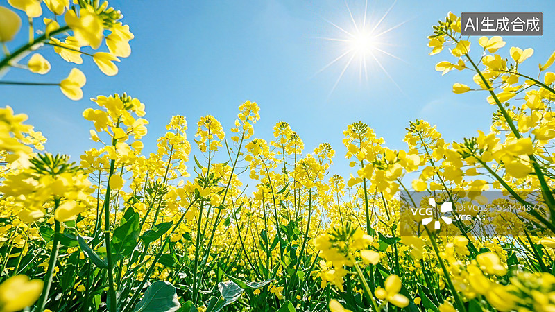 【AI数字艺术】仰拍盛开的油菜花田插画背景广告配图图片素材