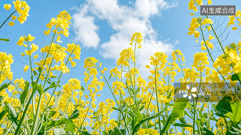 【AI数字艺术】仰拍盛开的油菜花田插画背景广告配图图片素材