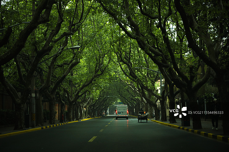 梧桐树下的道路图片素材