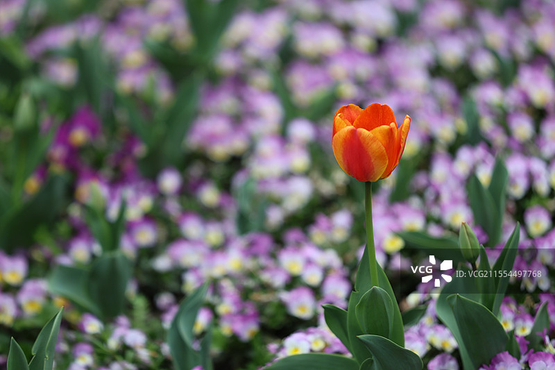 郁金香上海绿化绿地浪漫春天粉红色郁金香花簇花朵花簇花丛特写图片素材
