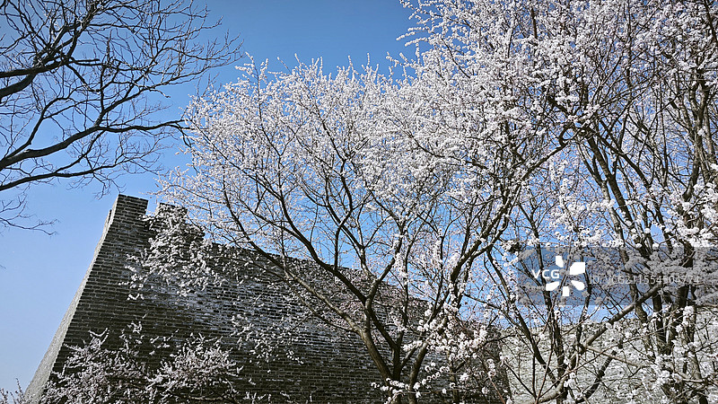 春天北京明长城遗址公园古山桃树的山桃花绽放图片素材