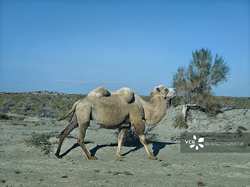 新疆野沙漠里的骆驼图片素材