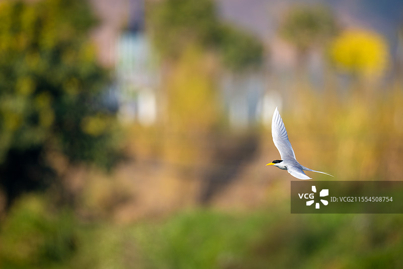 一只黄嘴河燕鸥在农田里飞翔图片素材