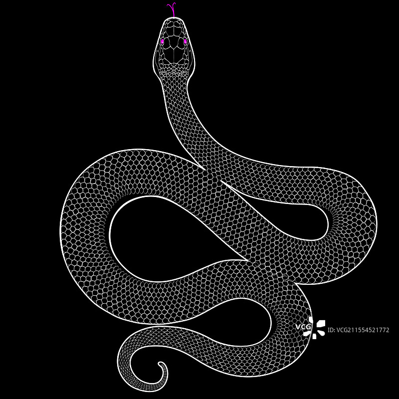 蛇的轮廓与爬行动物图片素材