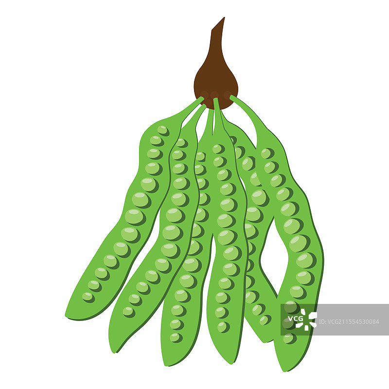 槟榔芋蔬菜设计图片素材