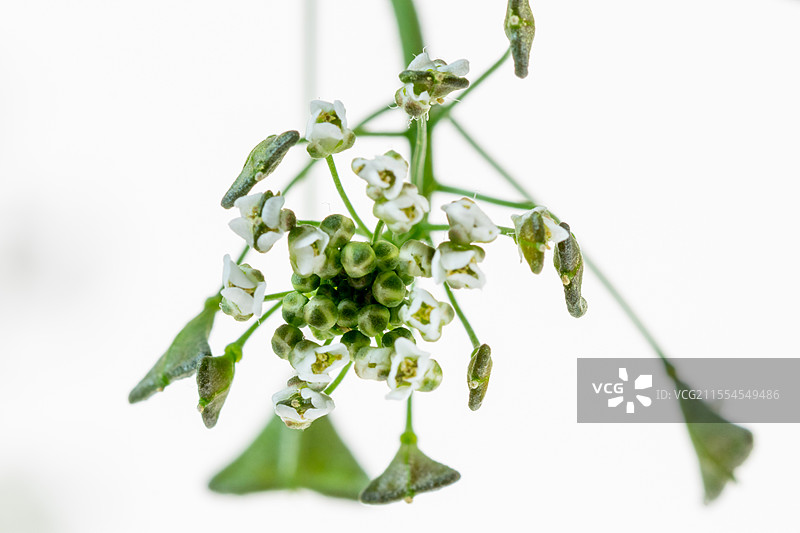 白色背景上的荠菜花图片素材