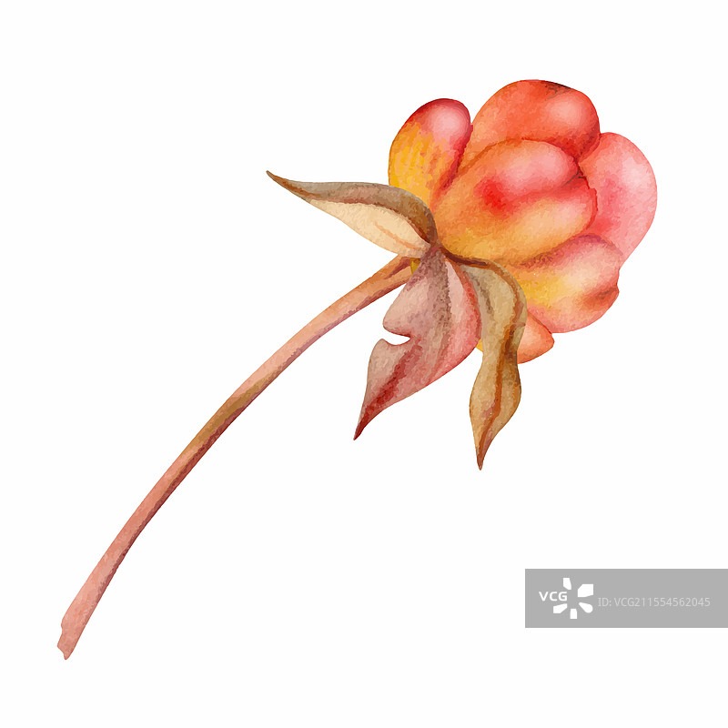 云莓、覆盆子和黑刺李果实在容器中图片素材