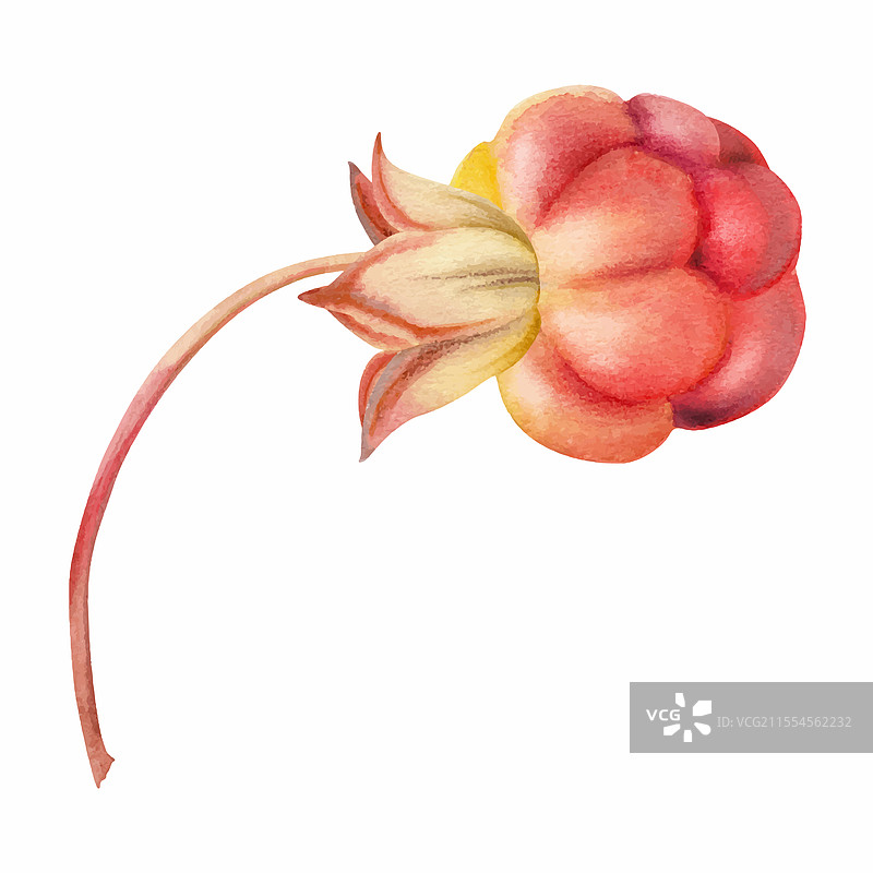 云莓、覆盆子和黑刺李果实在容器中图片素材