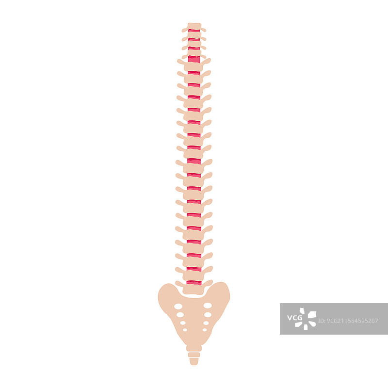 孤立的脊柱平面图标用于网页图片素材