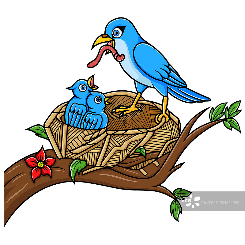 母蓝鸟在巢中喂养小鸟图片素材