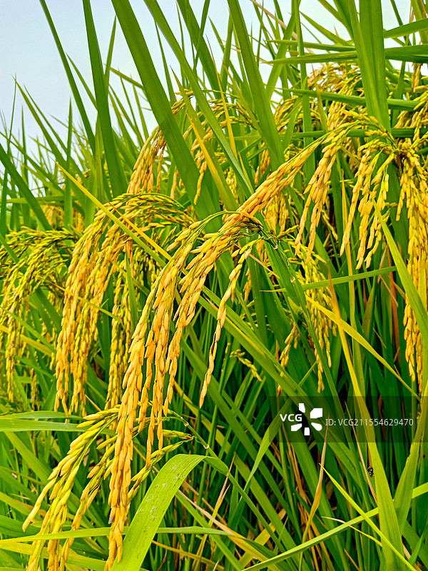 乡间稻谷特写  稻田丰收图片素材