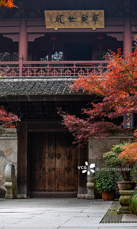 浙江杭州西湖灵隐永福禅寺文景阁三圣宝殿卓然世外佛教建筑背景中的红枫枫叶秋天秋色自然景观图片素材