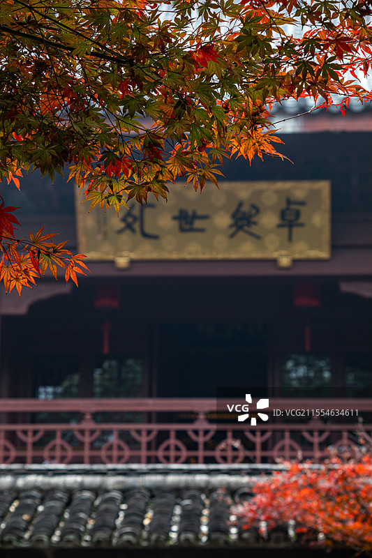 浙江杭州西湖灵隐永福禅寺文景阁三圣宝殿卓然世外佛教建筑背景中的红枫枫叶秋天秋色自然景观图片素材