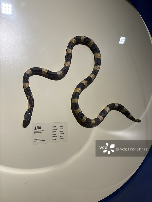 南海博物馆金环蛇标本图片素材