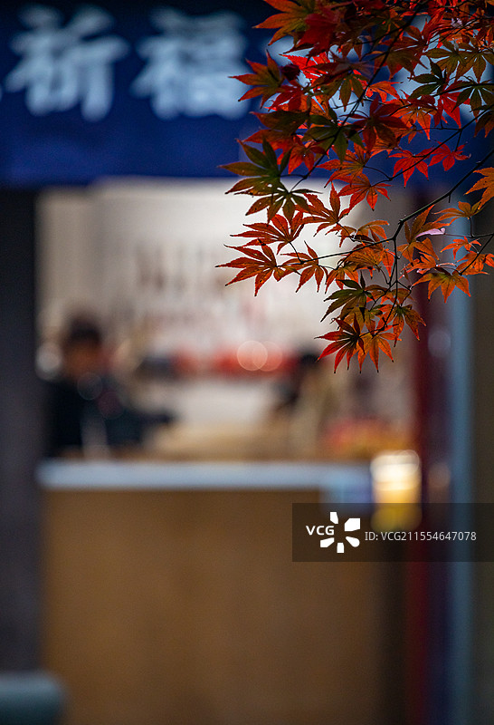 浙江杭州西湖灵隐永福禅寺文景阁三圣宝殿卓然世外佛教建筑背景中的红枫枫叶秋天秋色自然景观图片素材