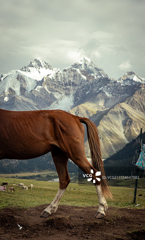 雪山下的马腿图片素材