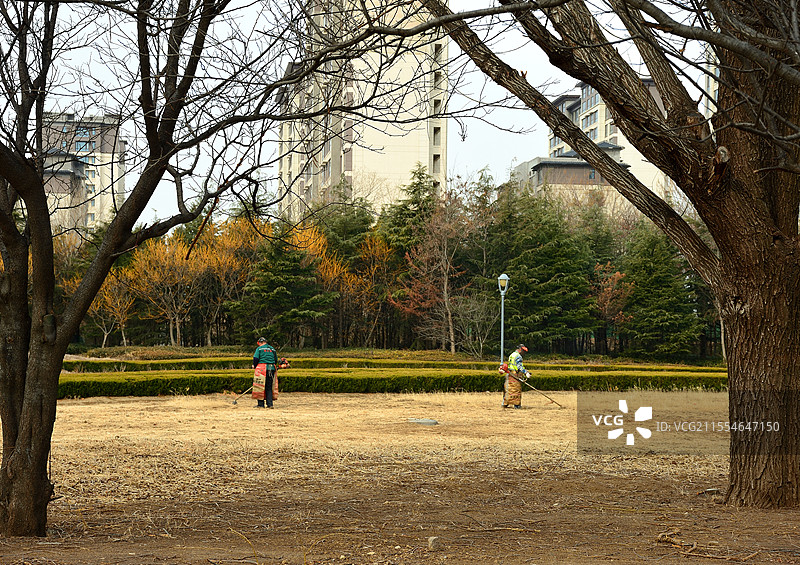 潍坊虞河景区岸边大树下清理杂草的工人们图片素材