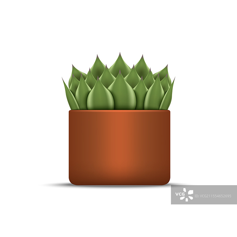 在陶土花盆中的景天植物图片素材