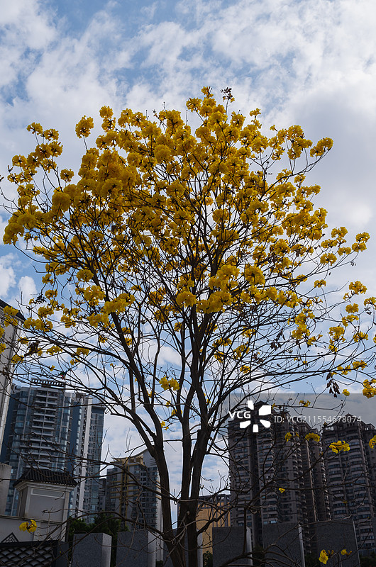 陈家祠广场（新建）黄花风铃木盛开图片素材