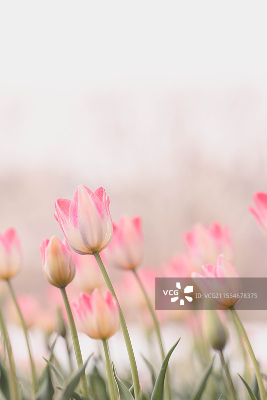 淡雅彩铅风格的摇曳郁金香图片素材