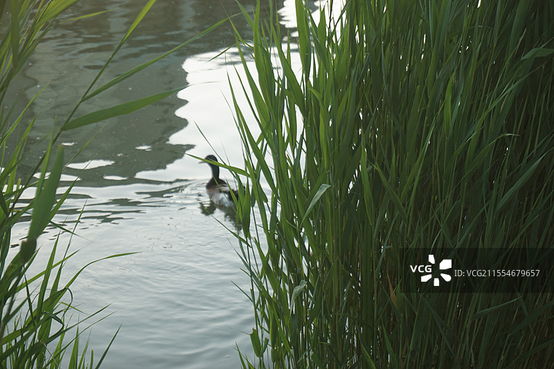 天津师范大学芦苇图片素材