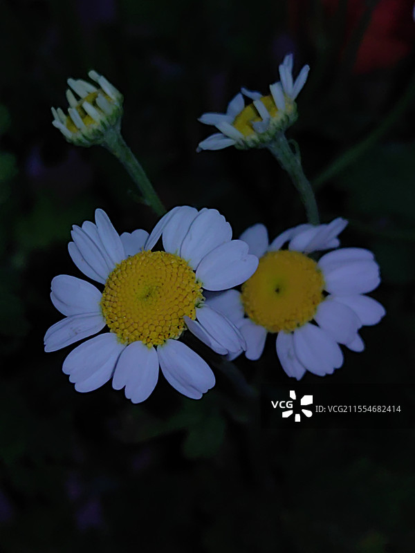 春暖花开纪实随拍图片素材