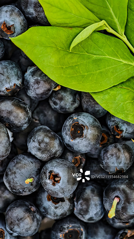 蓝莓果粒图片素材