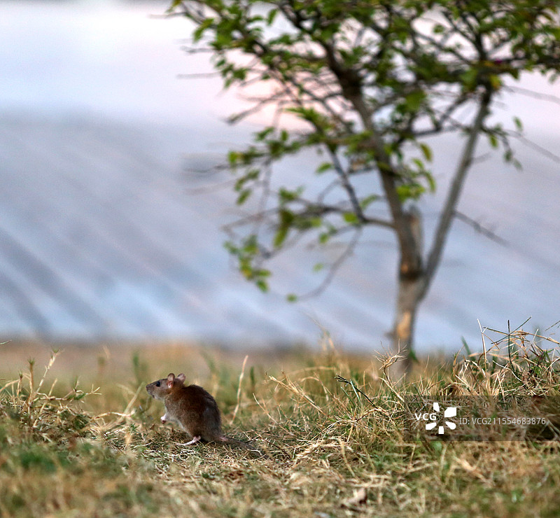 老鼠 米奇图片素材