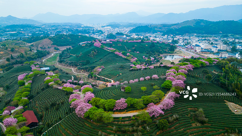 福建龙岩永福樱花园航拍图片素材