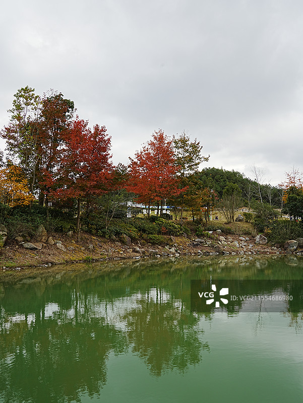 德化九仙山秋天枫景图片素材