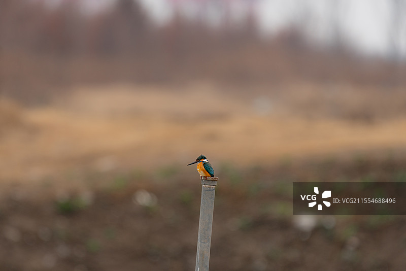 普通翠鸟 留鸟 鱼虎 鱼狗 钓鱼翁 常见鸟 观鸟 生景照 自然观察 上海 南汇 魔术林图片素材