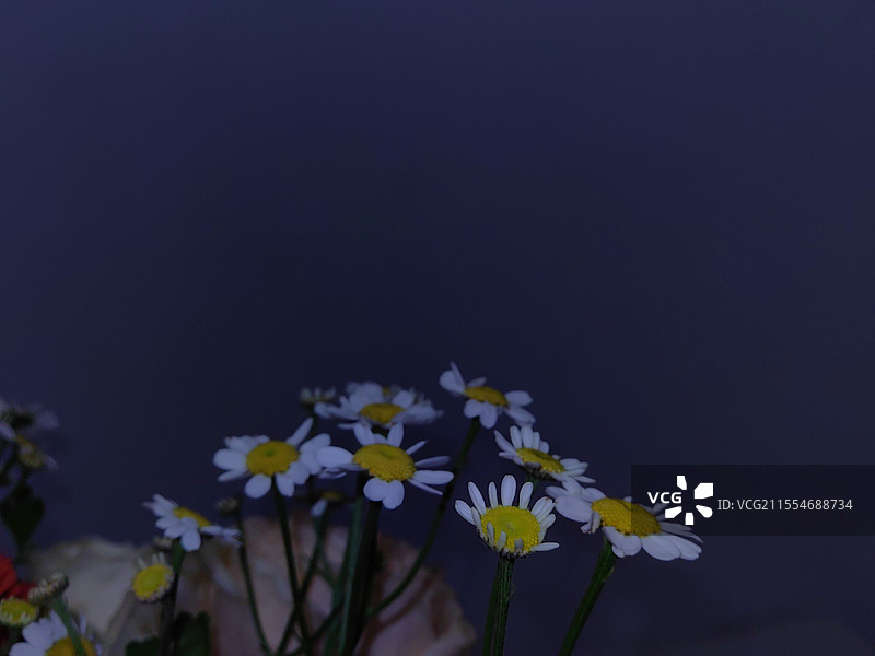 春暖花开纪实随拍图片素材