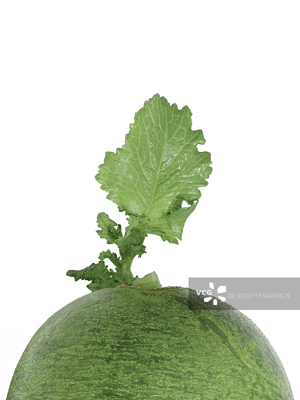 白色背景下青萝卜的特写镜头图片素材