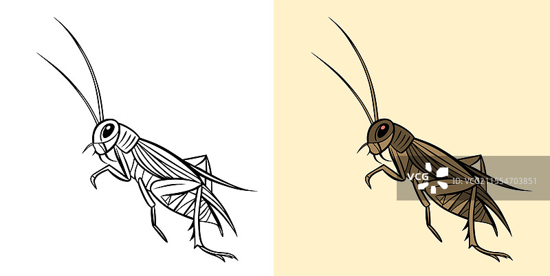 蟋蟀图片素材