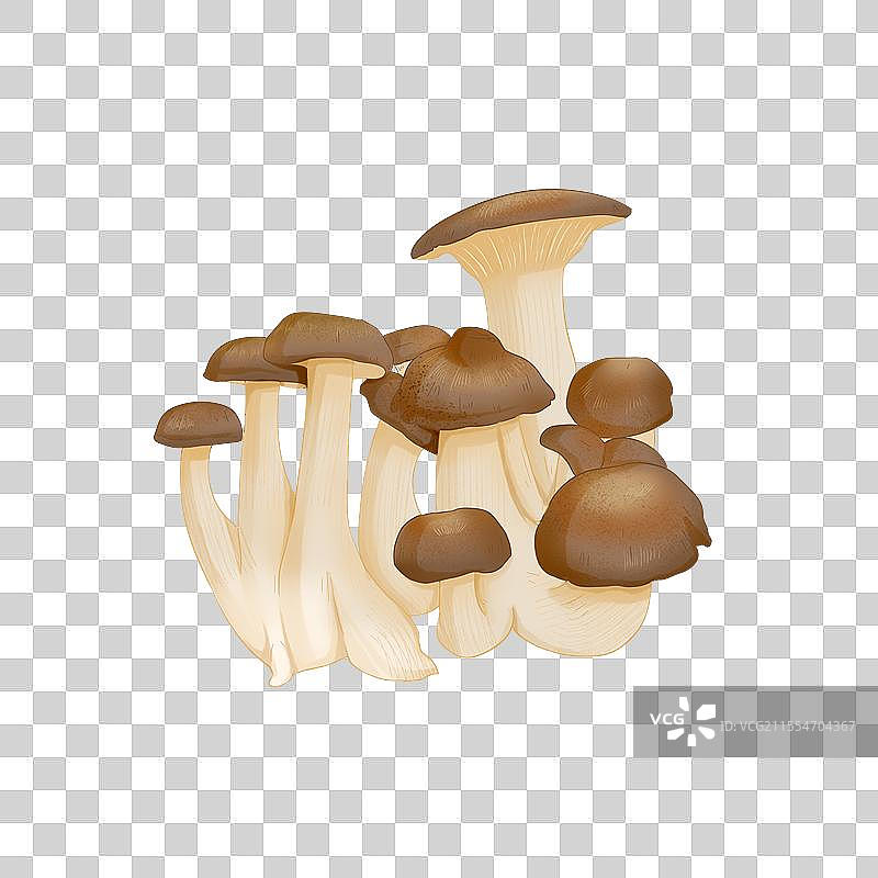 北风菌插画图片素材