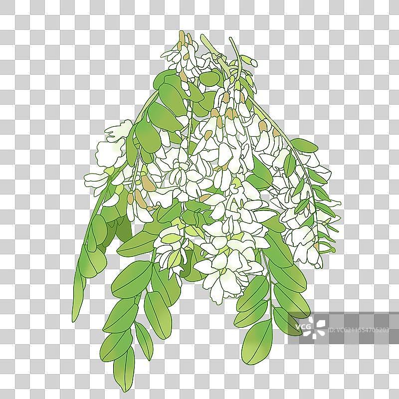 槐花插画图片素材