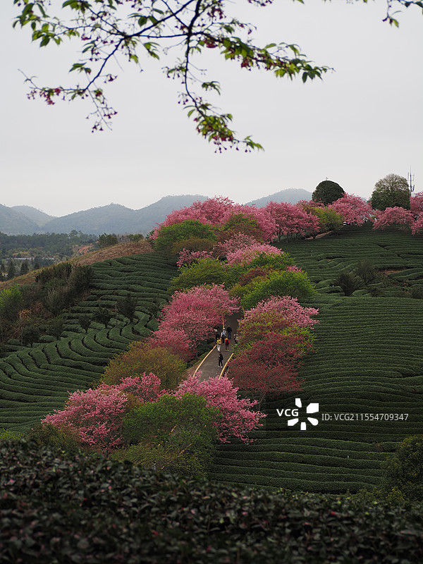 福建漳平永福樱花园图片素材