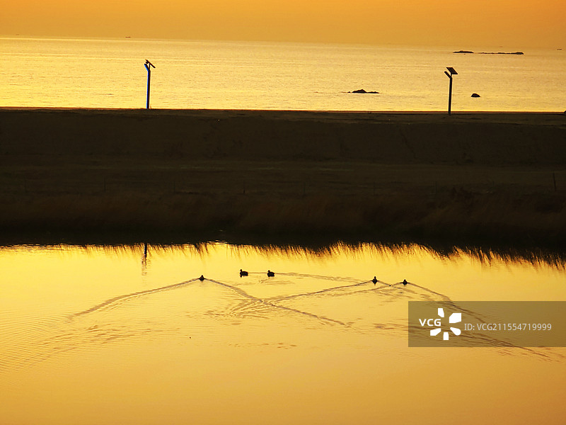 日照市万平口太公岛阳光海岸梦幻海滩日出时分水鸟图片素材