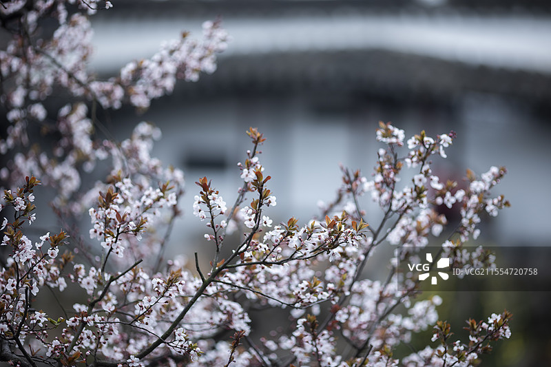 苏州园林中盛开的花图片素材