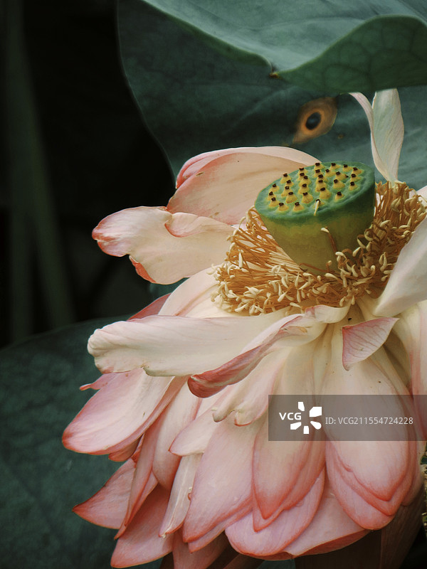 夏日荷花特写镜头图片素材