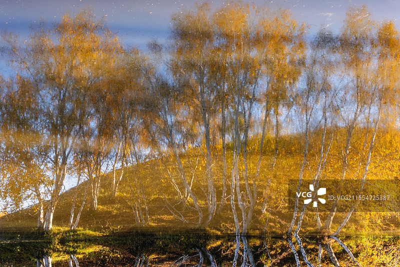 白桦倒影（坝上-乌兰布统）图片素材