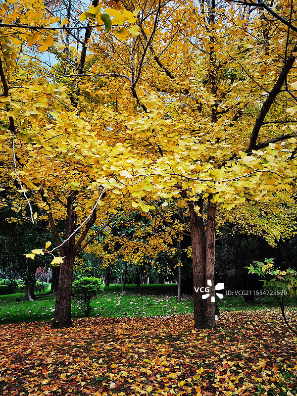 大理的秋色—崇圣寺三塔公园的银杏树图片素材