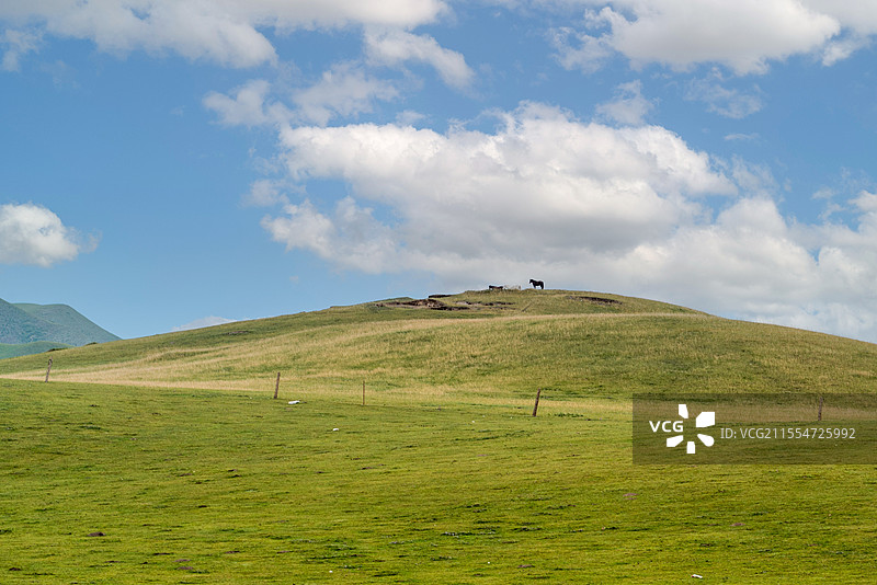 草原上蓝天白云下悠然吃草的马群图片素材