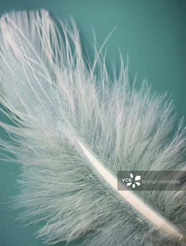 纯色背景下的羽毛特写 纯色背景图片素材