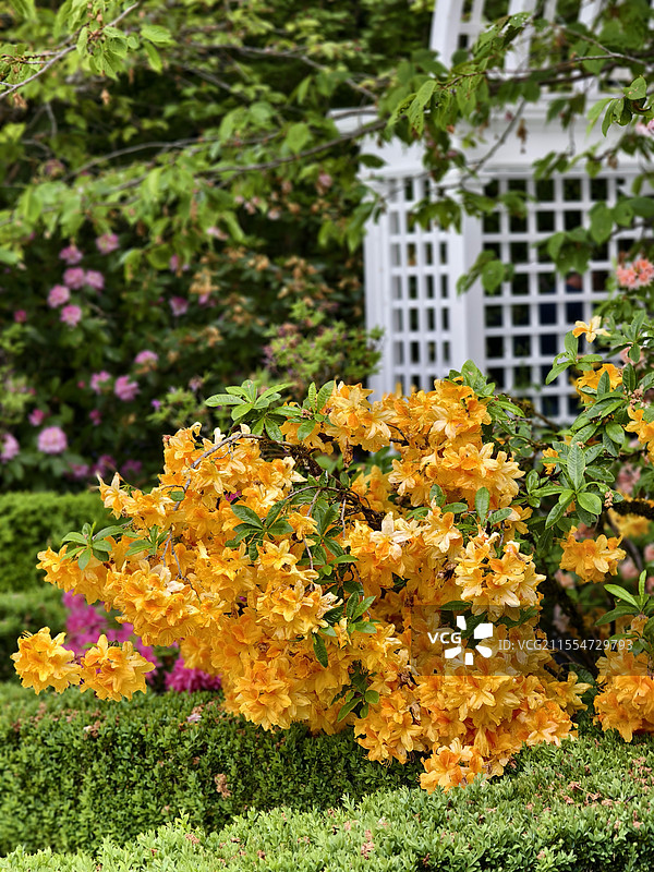 黄花植物对建筑物的特写图片素材