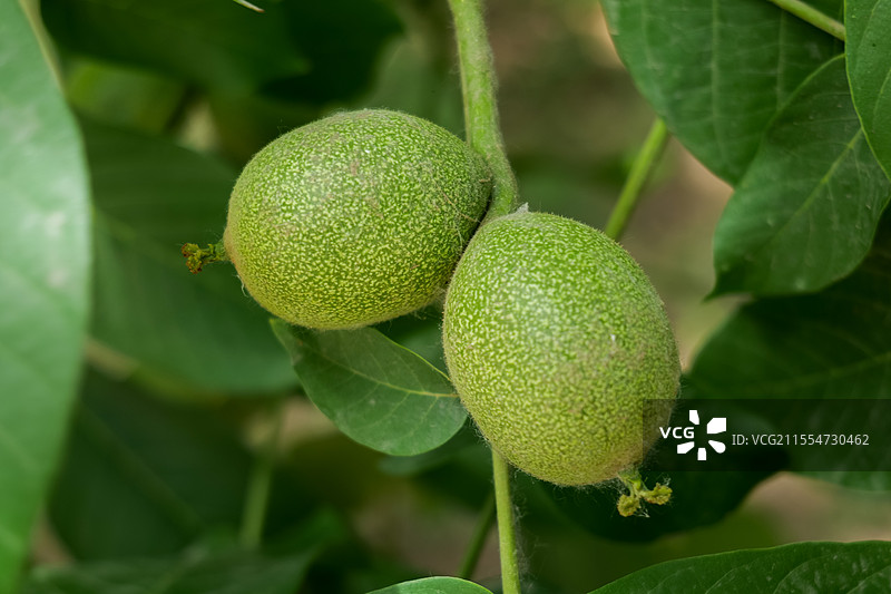 春天，树上的胡桃图片素材